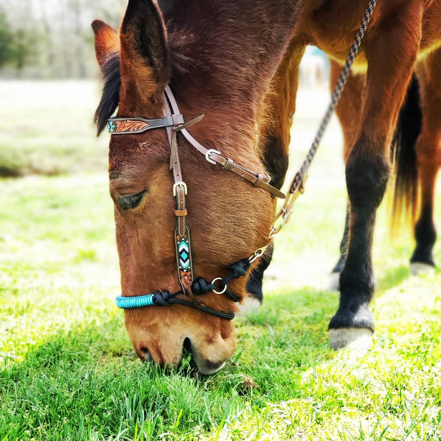 Indian Hackamore - Indian Bosal - Elk Hollow DesignsIndian Hackamore - Indian Bosal