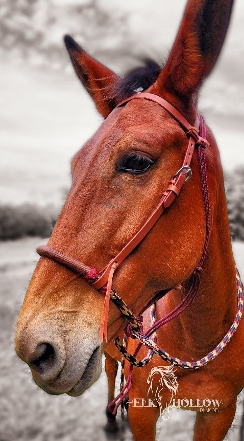 Loping Hackamore Soft Nose - Elk Hollow DesignsLoping Hackamore Soft Nose