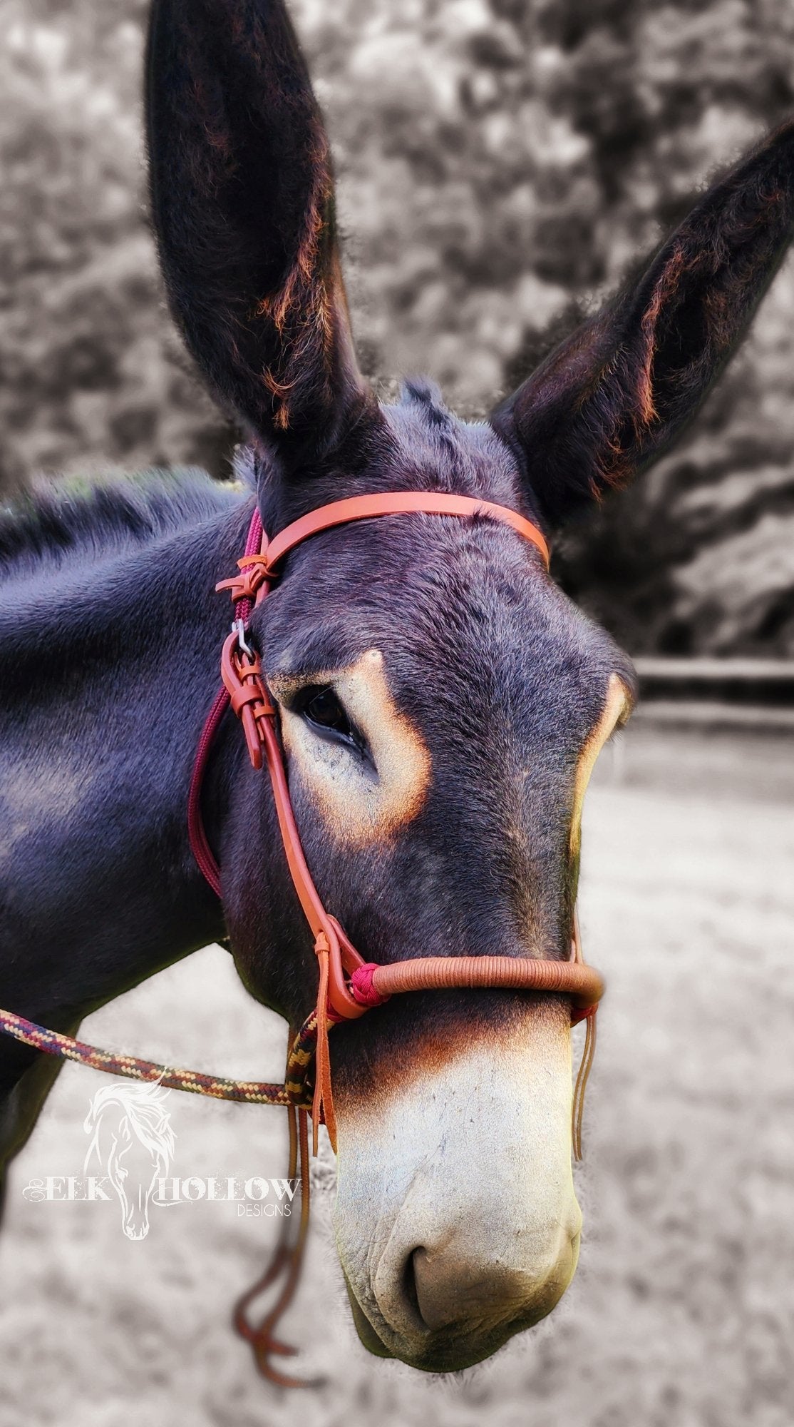 Loping Hackamore Soft Nose - Elk Hollow DesignsLoping Hackamore Soft Nose