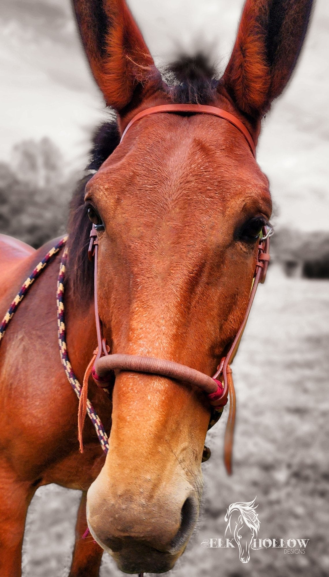 Loping Hackamore Soft Nose - Elk Hollow DesignsLoping Hackamore Soft Nose