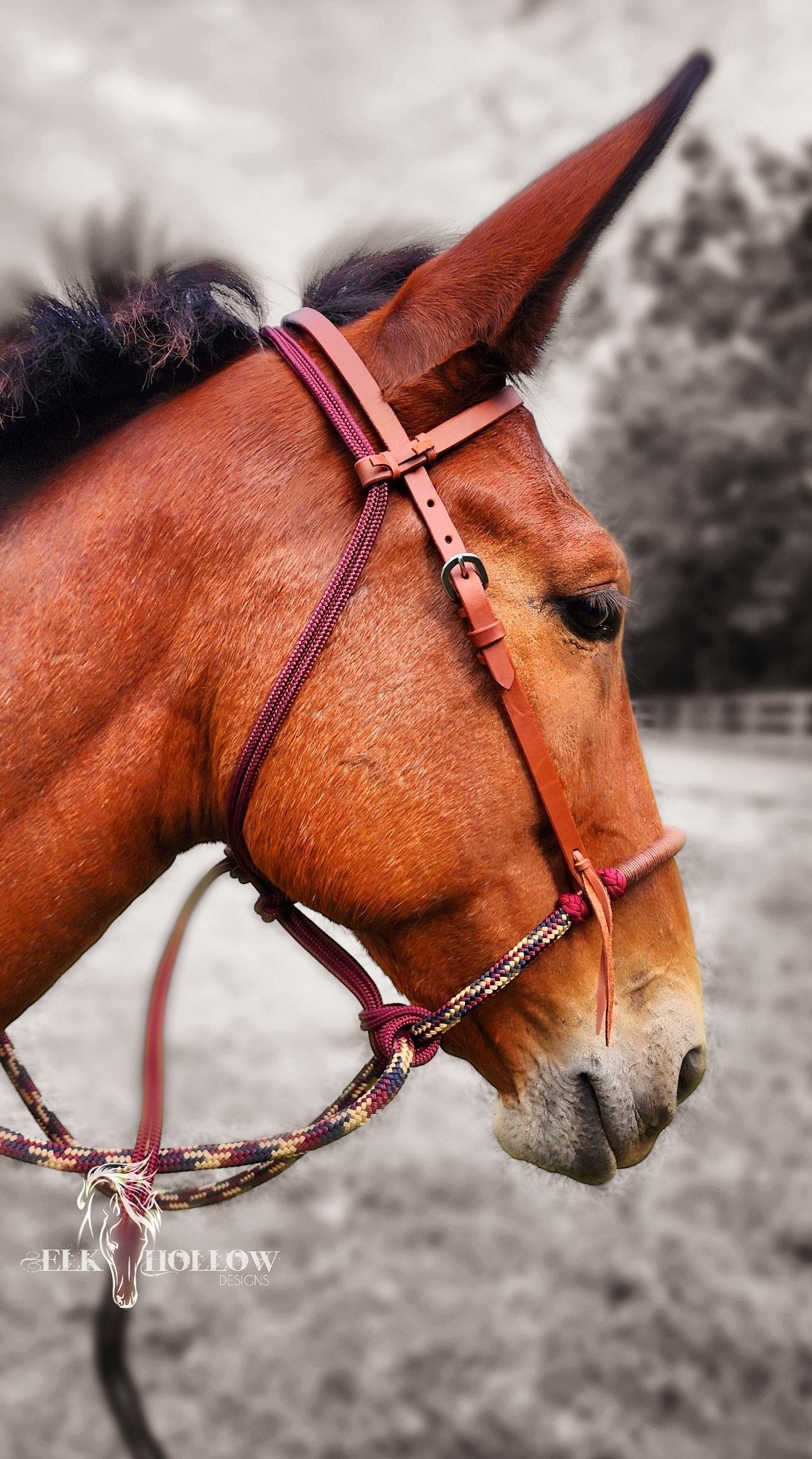 Loping Hackamore Soft Nose - Elk Hollow DesignsLoping Hackamore Soft Nose