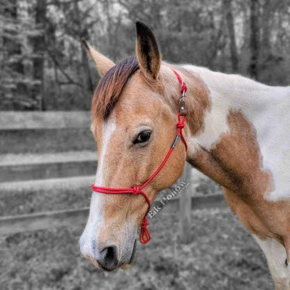 Breakaway Rope Halter