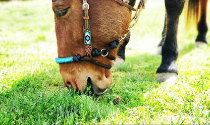 Indian Hackamore - Indian Bosal