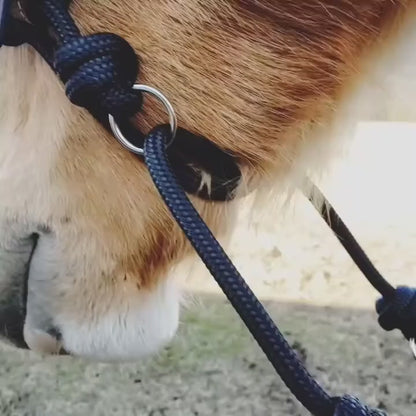 Indian Hackamore - Indian Bosal